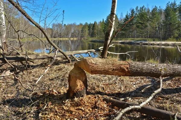 Beaver gekapt eiken vat. — Stockfoto