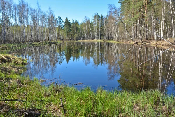 Lac forestier au printemps . — Photo