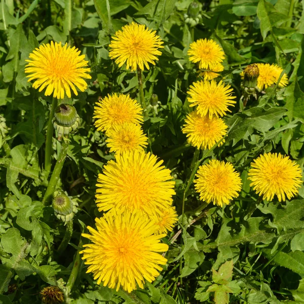 Spring yellow dandelions. — Stock Photo, Image
