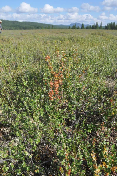 Landschaft jakutische Tundra — Stockfoto