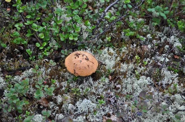 Bolet champignon à capuchon orange . — Photo