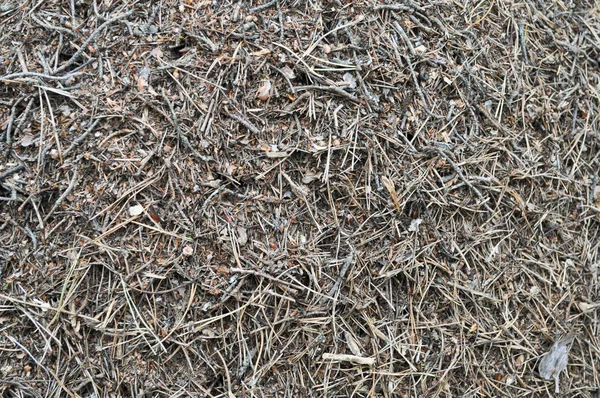 La textura de un hormiguero . —  Fotos de Stock