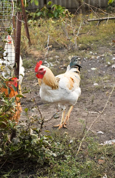 Frango no quintal. — Fotografia de Stock