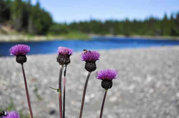 Thistle prickly on the North river. — Stock Photo, Image