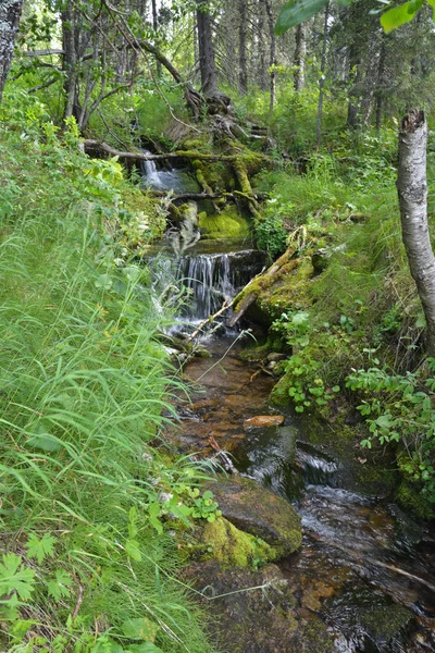 Tajga creek v národním parku na Urale. — Stock fotografie