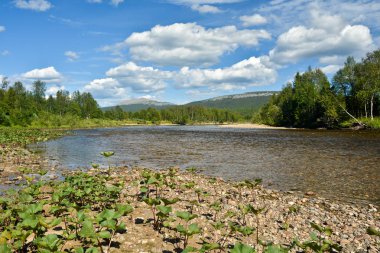 Kuzey milli parkta yaz nehir manzara. 