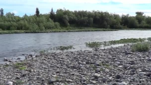 极地乌拉尔河 夏季北部河流景观 — 图库视频影像