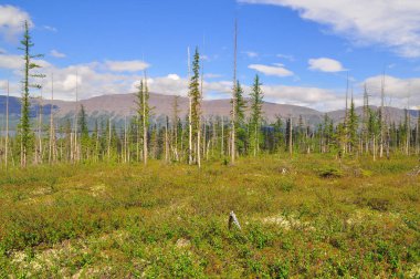 Tundra Putorana Yaylası eteklerinde. 