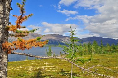 Putorana Yaylası dağ gölü etrafında bizimkiler yaşar. 