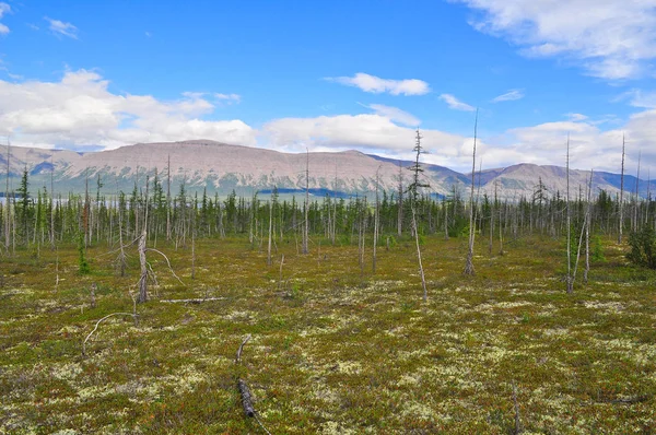 Tundra no sopé do planalto de Putorana . — Fotografia de Stock