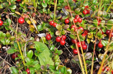 Çalılıkların üzerinde olgunlaşmış cowberries. 