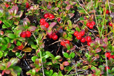 Çalılıkların üzerinde olgunlaşmış cowberries. 