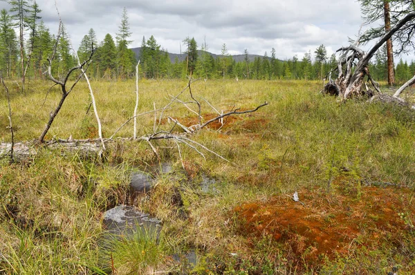 Staunässe am Rand der Lärchen-Taiga in Jakutien. — Stockfoto