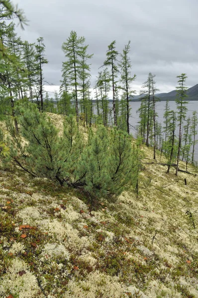 Moss stranden av sjön en molnig dag i Jakutien. — Stockfoto