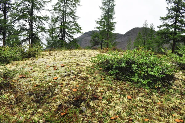 Larch taiga na região montanhosa de Yakutia . — Fotografia de Stock