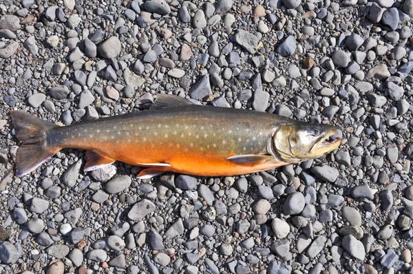 Trophy fishing - Arctic char. — Stock Image Trophy fishing - Arctic char. Stock Image