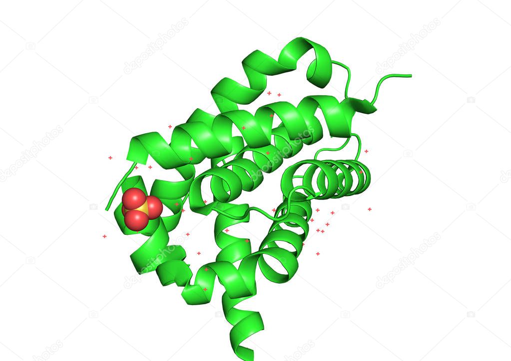 3d structure of the protein molecule. 
