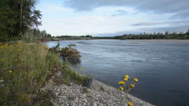 Rivière Qui Coule Rivière Taiga Dans Oural Polaire — Video