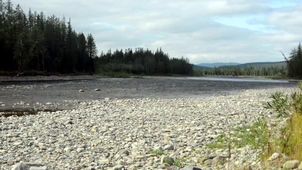 Fluye Río Río Taiga Los Urales Polares — Vídeo de stock
