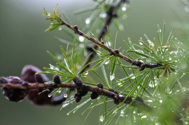 Karaçam dalına yağmur damlaları.
