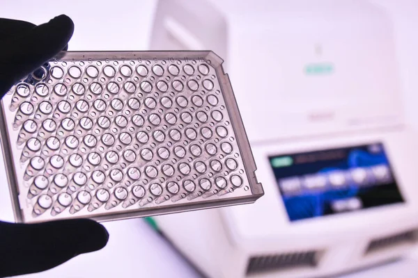 96-iyi PCR plakalı. Gerçek zamanlı amplifikasyon için ekipman.