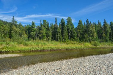 Komi bakir ormanları. Urallar 'ın kuzeyindeki Yugyd va Ulusal Parkı' ndaki Tayga Nehri..