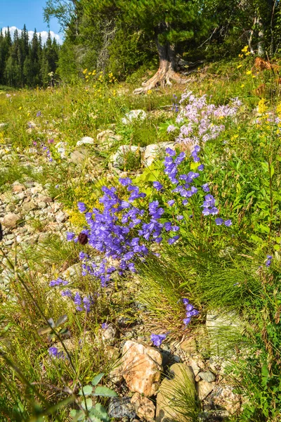 Bluebells Selvagens Flores Prado Nos Urais Norte Parque Nacional Yugyd — Fotografia de Stock