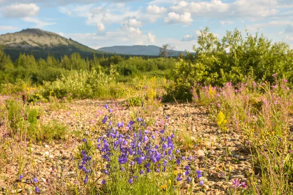 Campanas Azules Salvajes Flores Pradera Los Urales Del Norte Parque — Foto de Stock