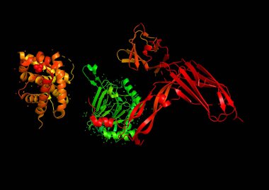 3D rendering. The structure of the protein molecule, an activator of angiogenesis. X-ray crystalline model of one of the subunits of the hif1A molecule. clipart