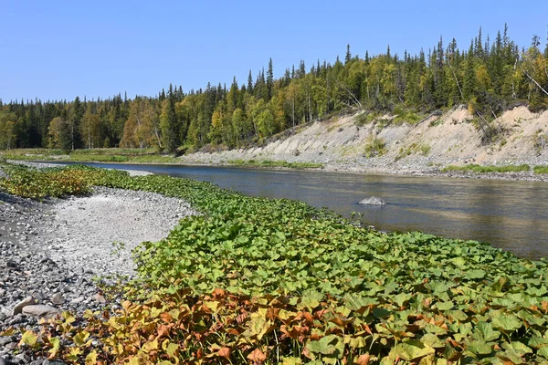 End Summer River Subpolar Urals Water Landscape Ural Region Komi — Stock Photo, Image