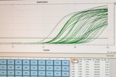 Gerçek zamanlı PCR reaksiyonları için yükseltme eğrileri. Bir bilgisayar ekranında nicel gerçek zamanlı PCR 'ın ilerlemesini izlemek.