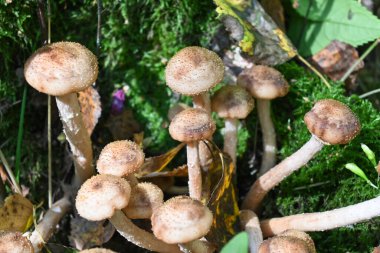 Bal mantarı. Sonbahar ormanında yenilebilir mantarlar.