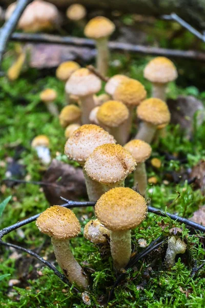 Honey Mushrooms Edible Mushrooms Autumn Forest — Stock Photo, Image