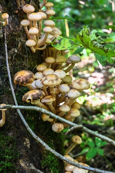 Honey Mushrooms Edible Mushrooms Autumn Forest — Stock Photo, Image