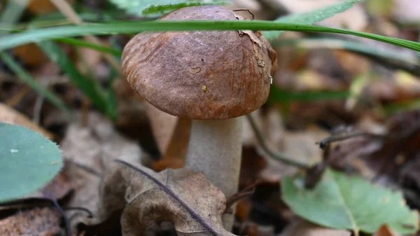 Boletus Gorra Marrón Setas Comestibles Bosque Otoño — Foto de Stock