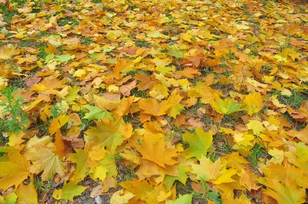 Fallen Leaves Background Autumn Leaves Ground — Stock Photo, Image