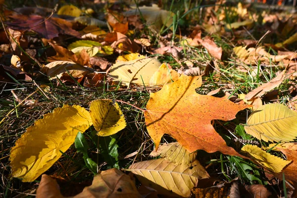 Folhas Caídas Fundo Folhas Outono Chão — Fotografia de Stock