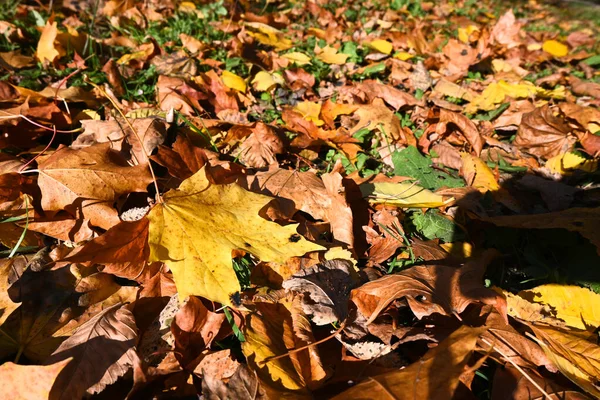 Fallen Leaves Background Autumn Leaves Ground — Stock Photo, Image