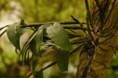 Tropik Brezilya florest ve belirli bir bahçede ekili fauna tipik ağaç creeperplant
