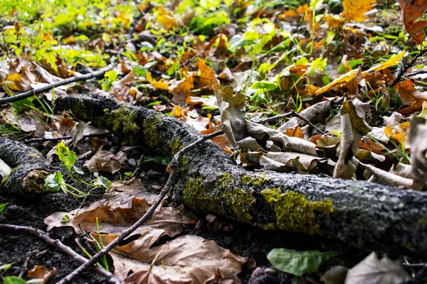 Een Vertakking Van Beslissingsstructuur Ligt Het Loof — Stockfoto