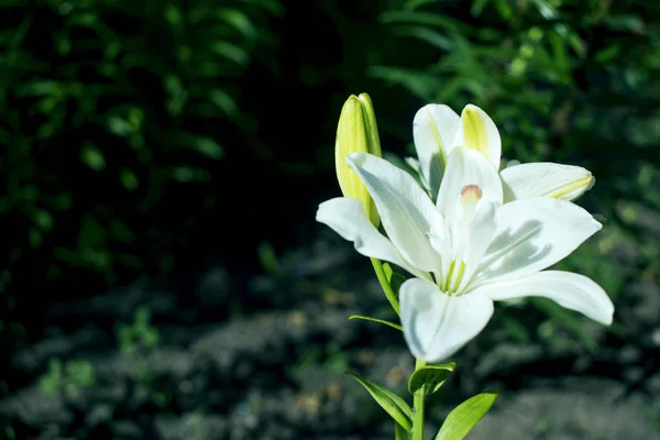 Lirio Blanco Está Parque — Foto de Stock