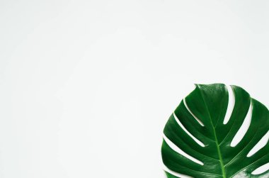 Beyaz zemin üzerine yeşil monstera tropikal yaprak.