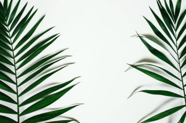 Düz yeşil tropikal palmiye yaprağı dal beyaz arka plan üzerinde yatıyordu. Metin, kopyalama, yazı için oda.