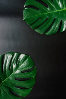Yeşil monstera tropikal yaprak kenarlık çerçevesi düz siyah arka plan üzerinde yatıyordu. Metin için yer. kopyalama, yazı.
