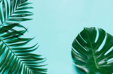 Düz yeşil tropikal palmiye yaprağı dal Camgöbeği mavi arka plan üzerinde yatıyordu. Metin, kopyalama, yazı için oda.