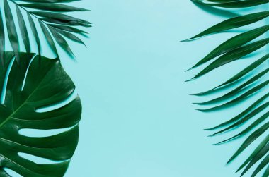 Düz yeşil tropikal palmiye yaprağı dal Camgöbeği mavi arka plan üzerinde yatıyordu. Metin, kopyalama, yazı için oda.