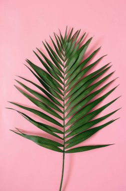 Tropikal hurma izole pastel pembe arka plan üzerinde bırakır.