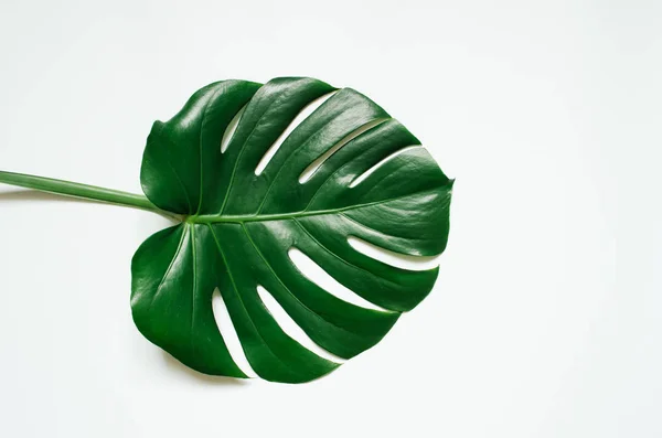 Hoja Tropical Monstera Verde Sobre Fondo Blanco — Foto de Stock