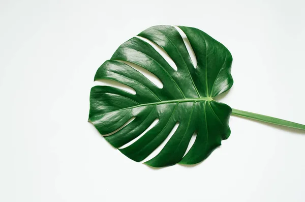 Gröna Monstera Tropiska Löv Vit Bakgrund — Stockfoto