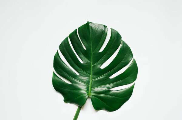 Зеленый тропический лист монстры на белом фоне
.